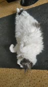 cat.mp4