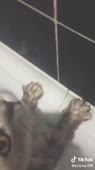 Навальный.mp4