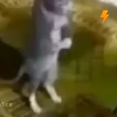 1587790537791.mp4
