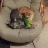 1587790537793.mp4