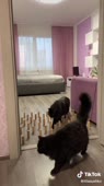 5d81c9a50fa1a58965eceb313cff90fc.mp4