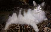 IMG20200425171456.jpg