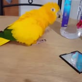 popugaka-tancevaka.webm