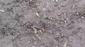 15603488835550.webm