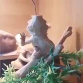 15616938097870.mp4