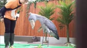 15759012995922.webm