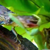 15659081200010.mp4