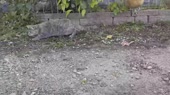 15603488835550.webm
