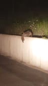15319049505852.webm