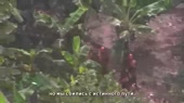 15410311401751.webm