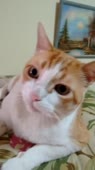 15049686845010.webm