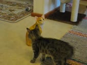 котёночек дерется со статуей.webm