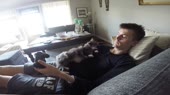 котек на животек.webm