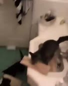 котеки играются, немного беспорядочек.mp4