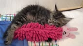 котенька спит.webm