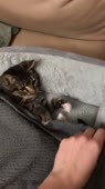 котенька ложится спатеньки.mp4