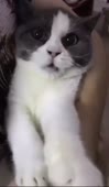 котенька свирепится потешно.mp4