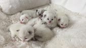 котечки маленькие.webm