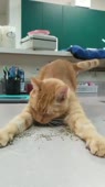 котечка плющится по травке.mp4