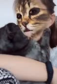 котечки пугаются программы.mp4