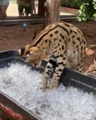 котик играется со льдом.mp4