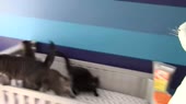 коточеловек.webm