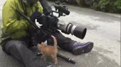котике мимими маленьке.webm
