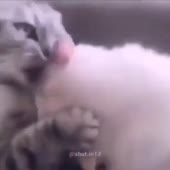 котики измена.mp4