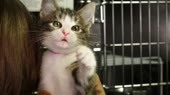 коты говорящие миленькие мяумяумяу.webm