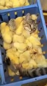 2ch webm кiт.mp4