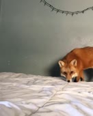лисик охотится на мышу на диванчике.webm