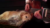 sobachka-slushaet-gitaru-14995314864910.webm