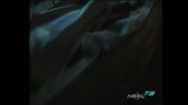 15535263788670.webm