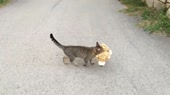 15758021747380.webm