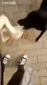 14877634948680.webm