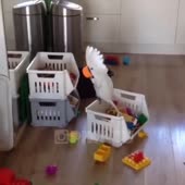 15240905756370.webm