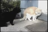 У него ствол.webm