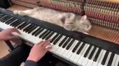 Уставший кот.mp4
