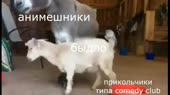 15415817565540.webm