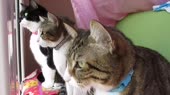 15823534280880.webm