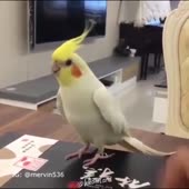 15817455444740.mp4