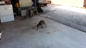 15816913744092.webm