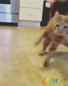 15817396126631.mp4