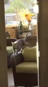 15491309546690.webm