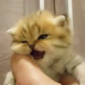 15853629564120.webm