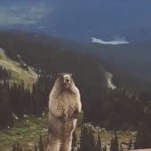 Бобёр.webm