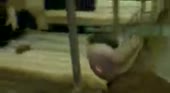 15824974121722.webm