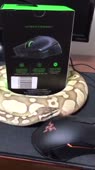 razer snekk.mp4