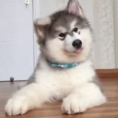 15291522800450.webm