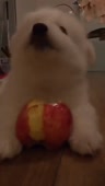 15601614215753.webm